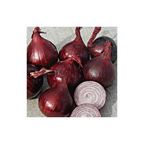 Organic onion seeds, Karmen