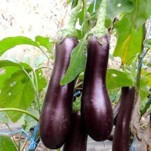 Aubergine, Violetta lunga 3 - Biosaatgut Aubergine, Violetta lunga 3 - Biosaatgut