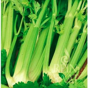 Organic stem celery seed, Tall Utah