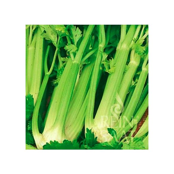 Organic stem celery seed, Tall Utah