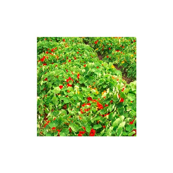  Organic Garden Nasturtium 