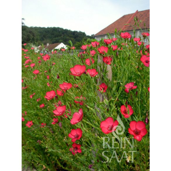 Organic Flowering Flax – Linum grandiflorum 