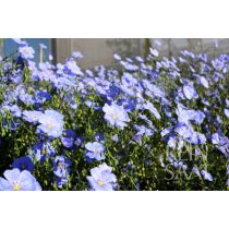 Len, évelő, biovetőmag