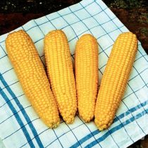 kukorica, True Sweet Gold - biovetőmag 