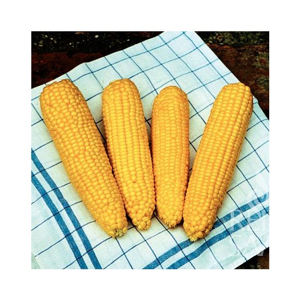 kukorica, True Sweet Gold - biovetőmag 