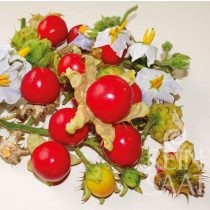 Litschitomate  - Biosaatgut